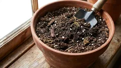 Die Erde im Blumentopf wiederbeleben: ein praktischer Leitfaden für den Stadtfloristen!