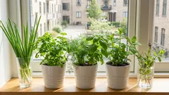 Frische Kräuter das ganze Jahr über: Was man in einem Glas Wasser und auf der Fensterbank anbauen kann
