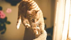 Warum die Katze die Möbel verdirbt: Was soll der Besitzer tun?