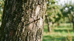 Warum einen Nagel in einen Apfelbaum schlagen: ein uraltes Ritual, das wissenschaftlich erklärt werden kann