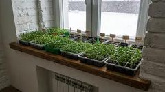 Warum sollten diese Blumen im Januar auf Setzlinge gesät werden? Liste der Blumen für die Aussaat im Januar!