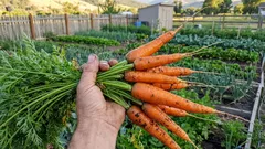 Warum den Platz für Karotten wechseln: das Geheimnis einer reichen Ernte