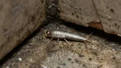 Warum lebt er in unseren Badezimmern und was macht er dort? Interessante Fakten über Madenwürmer.