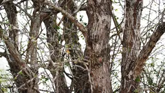 Eine Eule sitzt auf einem Baum, aber nicht jeder kann sie sehen. Konntest du sie entdecken?