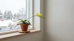 Wie bringt man eine Orchidee wiederholt zum Blühen? Diese "schwedische" Methode weckt die Blütenstängel auch im Winter
